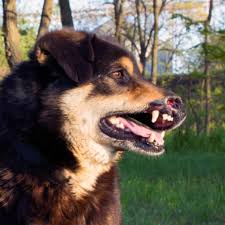 Trombocitopenia linear unit perros causas pdf. Leishmania En Perros Sintomas Y Diagnostico Ifema