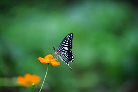 Mariposa En Una Flor Naraja Foto Gratis Fotos Galeria De Arte Fotos De Mariposas