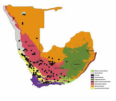 Image result for Thesium wilczekianum