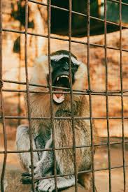 Image result for monkey caged