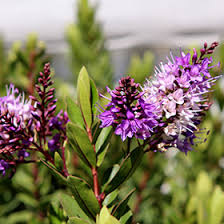 Image result for shrubby veronica hebe