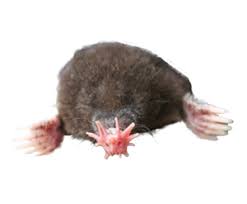 I have had success using them individually and if not individually, combined once you've got the area protected from the next intruders, you can concentrate on the mole in your garden. How To Get Rid Of Moles Updated For 2021