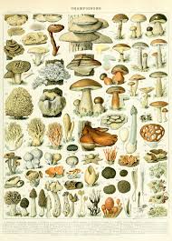 Mushrooms Champignons Funghi French Art Print Antique Reproduction Boho Boho Decor Home Deco Dad Mom Perfect Stuffed Mushrooms Fungi Illustration Mushroom Art