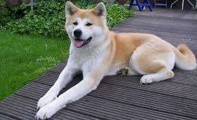 Akita Kopek Vikipedi