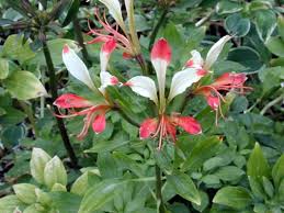 Image result for Alstroemeria pulchella