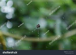 Shutterstock