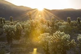 I somehow forgot to check the gas level before heading down the very long, very. Cholla Cactus Garden Trail Hiking Trail Twentynine Palms California
