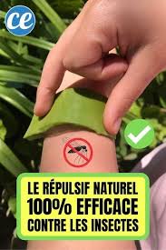 Fini Les Piqures De Moustiques Avec Ce Repulsif Naturel 100 Efficace Piqure De Moustique Moustique Repulsif