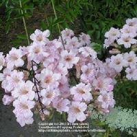 Image result for Podranea brycei