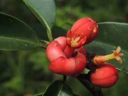 Image result for Symphonia globulifera