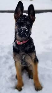 Australian Shepherd Lab Mix Black And White She Loves The Snow Storyful Dog Best Pinterest Dog Profile All German Shepherd German Shepherd Puppies German Schaferhund Welpen Weisser Schaferhund Hunde
