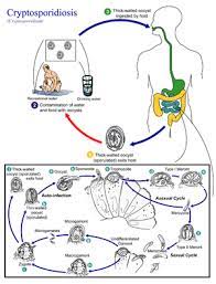 It can infect your bowels (intestines) and cause cryptosporidiosis. Cryptosporidium Wikipedia