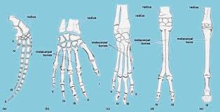 A labeling of the long bone. Skeletal System Accessscience From Mcgraw Hill Education