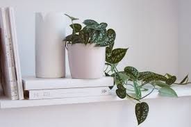 We did not find results for: Pothos Indoor Plant Care Growing Guide