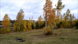 We did not find results for: Vidy Goroda Karpinska S Gor Istoki