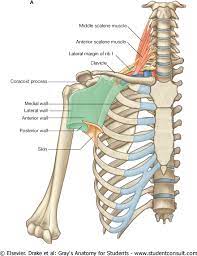 Anatomy Notes Vol 1 With Orthopaedics Muscle Anatomy Anatomy Medical Anatomy