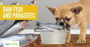 Because cats seem to love fish, you might want to feed your cat some salmon as well. Raw Fish And Parasites Dogs Naturally