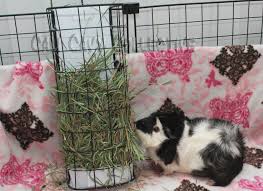 You may also be able get your local diy store to cut everything for you. 40 Hay Rack Litter Box Ideas Hay Racks Litter Box Bunny Care