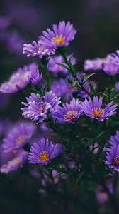 40+ ideas for nct aesthetic wallpaper purple dedications board is selected from among the pins with high image quality and suitable for use in different areas. Purple Flower Blossom Wallpaper Iphone Android Background Followme Purple Wallpaper Phone Purple Flowers Wallpaper Flower Phone Wallpaper