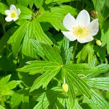 Image result for Aneilema brunneospermum