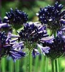 Agapanthus Praecox Ssp Orientalis Black Pantha Perennial A Black Panther Agapanthus Cottage Garden Plants Black Pantha