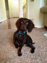 Pin By Morgan Hawk On I Doggies Boykin Spaniel Puppies Spaniel Puppies For Sale Boykin Spaniel