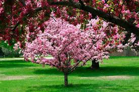 They are widely used in japanese cuisine under the name shungiku. Pink Flowering Trees Gardenerdy