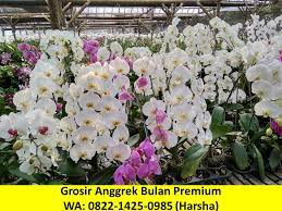 Ghaitsa florist merupakan toko bunga papan online tanggerang yang memproduksi krans bunga duka cita, krans bunga salib, rangkaian bunga standing flower, bunga papan wedding, bunga papan duka cita, bunga ucapan selamat wisuda, papan bunga grand opening, papan bunga happy graduation, hand buket pengantin, hand bouquet mawar, bunga mawar valentin. Wa 0822 1425 0985 Grosir Jual Anggrek Bulan Premium Di Padang Wa 0822 1425 0985 Toko Grosir Anggrek Bulan Premium Di Jakarta