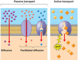 Solutes are moved along a concentration gradient in a solution or across a semipermeable membrane; Biology Diffusion Osmosis Ch 5 Flashcards Quizlet