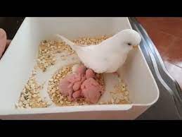 interesting budgie video muhabbet kusu yavrulari beslenmis mi kontrolunu yapma youtube muhabbet kuslari kus kushane kus oyuncaklari