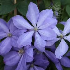 Image result for Clematis pulchra