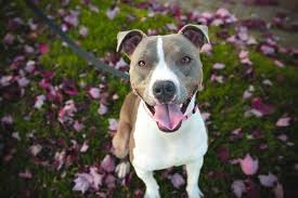 Is it due to its appearance or personality? American Staffordshire Terrier Portrat Amicando