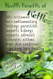 Health Benefits Of Nettles Lemon Balm Benefits Coconut Health Benefits Herbs