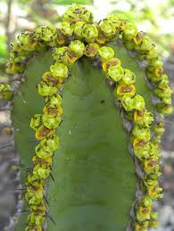 Image result for Euphorbia cooperi