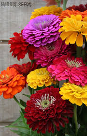 Zinnia Benary S Giant Mix Zinnia Flowers Flower Landscape Colorful Flowers