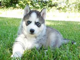 Sakhalin is the chinese breed of husky dogs, and they are also termed as karafuto ken. Siberian Husky Puppies Preciouspaws Kennels