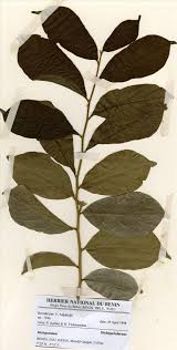 Image result for Dichapetalum