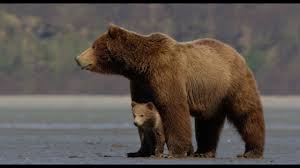 States bear the main responsibility for implementing international human rights standards, including the prohibition of torture. Disneynature S Bears Official Trailer Youtube