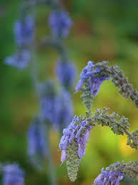 Salvia Nutans Nodding Sage From The Eurasian Steppe Salvia Eurasian Steppe Steppe
