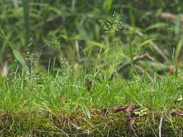 Image result for Poa schimperiana