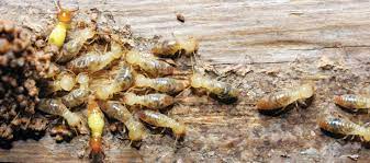 Our pest control services provide low impact and natural treatments to eradicate pests. Commercial Termite Treatment Control Western Pest Services