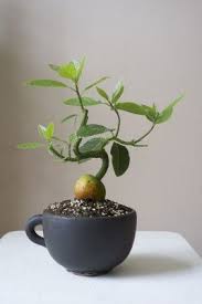 Can I Bonsai An Avocado Plant Bonsai Tree Care Avocado Plant Bonsai Fruit Tree