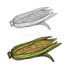 This ingredient shopping module is created and maintained by a third party, and imported onto this page. Corn Sketch Stock Illustrations 8 385 Corn Sketch Stock Illustrations Vectors Clipart Dreamstime