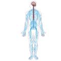 Frontiers a neural circuit for angular velocity computation. File Nervous System Diagram Unlabeled Svg Wikimedia Commons