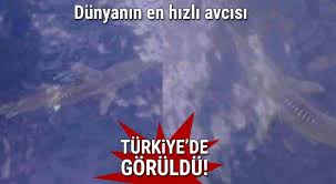 Ege De Kopekbaligi Goruldu Tg Mobile