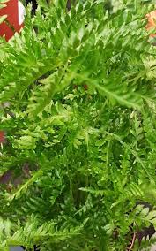 Image result for Pteris dentata