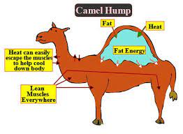 Rather than storing fat throughout their body insulating them thus keeping them warm it is concentrated in the hump (2 humps in the case of the bactrian camel). The Camels Hump Is Made Of Which Tissues A Skeletal Class 11 Biology Cbse