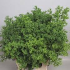 Asparagus Ming Fern Umbellatus 60cm Wholesale Dutch Flowers Florist Supplies Uk