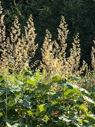Image result for Macleaya