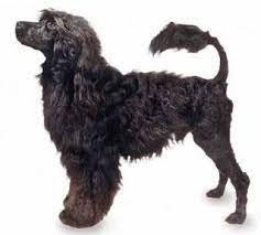 Rich web site of witnesses, informative on the cao de agua (portugues water dog), and very many photos about puppies and adults. Criadores De Cao De Agua Portugues Ja Tem Reservas Pagas Para 2010 Cada Exemplar Custa Cerca De Mil Euros Para Portugal E O Dobro Para O Estrangeiro Publico